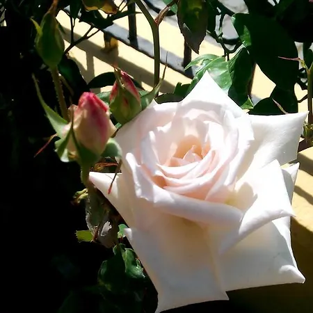 Sirman Bed & Breakfast 3*