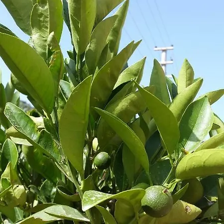 Bed & Breakfast Sirman 3*