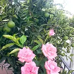 Sirman Bed and Breakfast Sarigerme