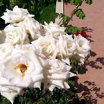 Sirman Bed and Breakfast Sarigerme