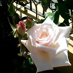 Sirman Bed and Breakfast 3*