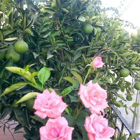 Sirman Alojamento de Acomodação e Pequeno-almoço Sarigerme