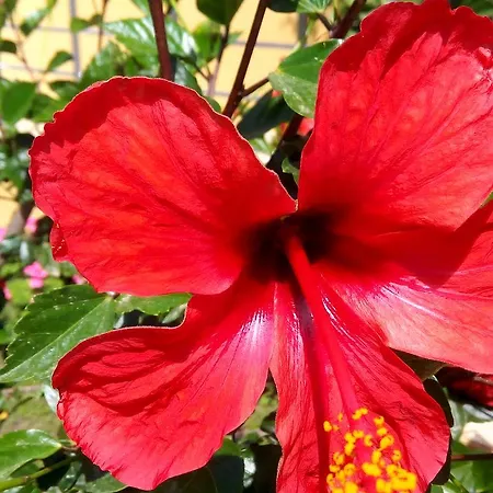 Alojamento de Acomodação e Pequeno-almoço Sirman Sarigerme