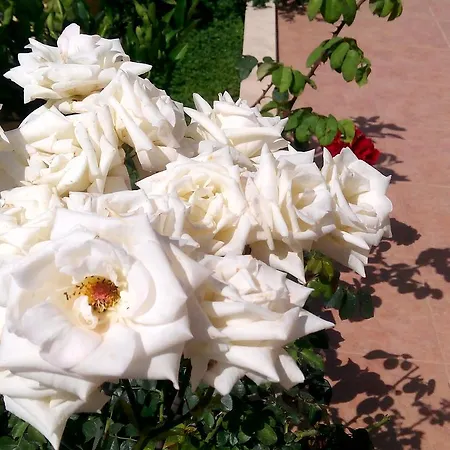 Sirman Alojamento de Acomodação e Pequeno-almoço Sarigerme